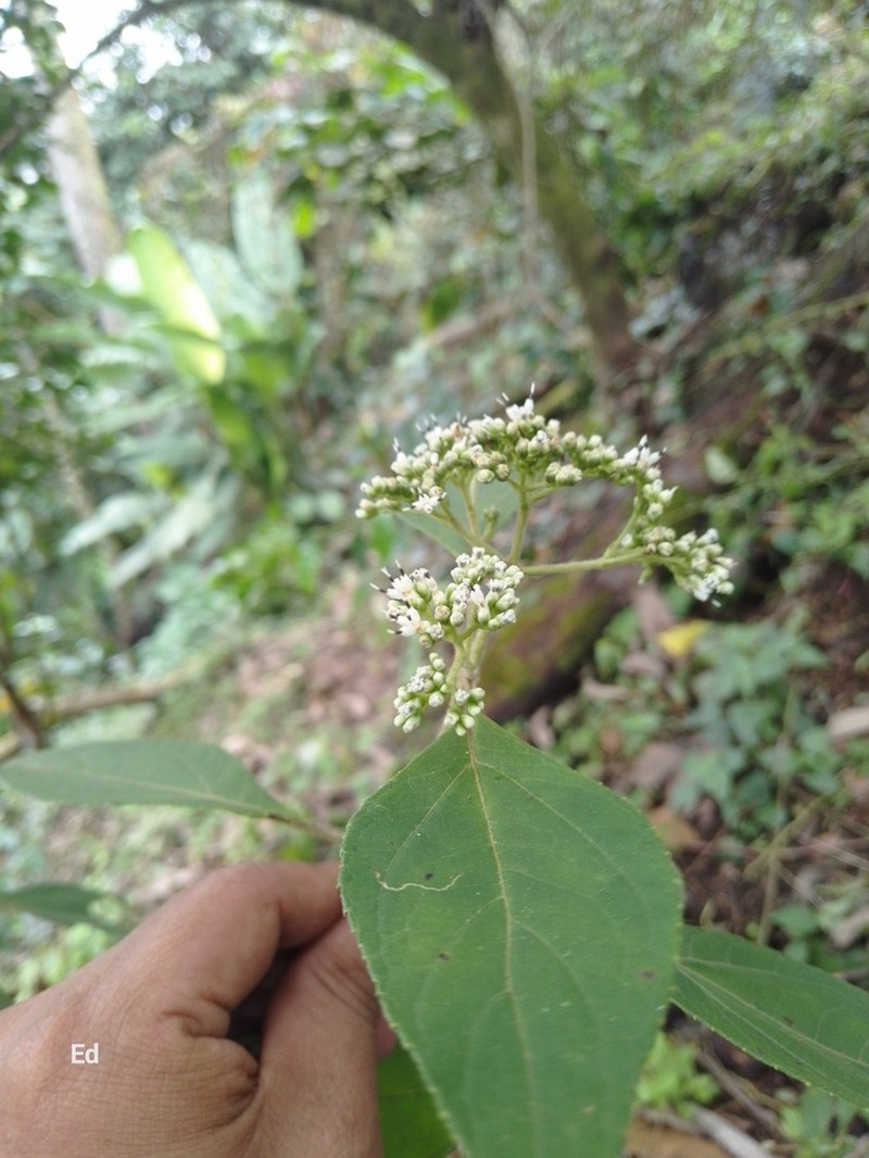 Clibadium arboreum photo 3