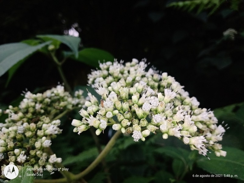 Clibadium arboreum photo 4