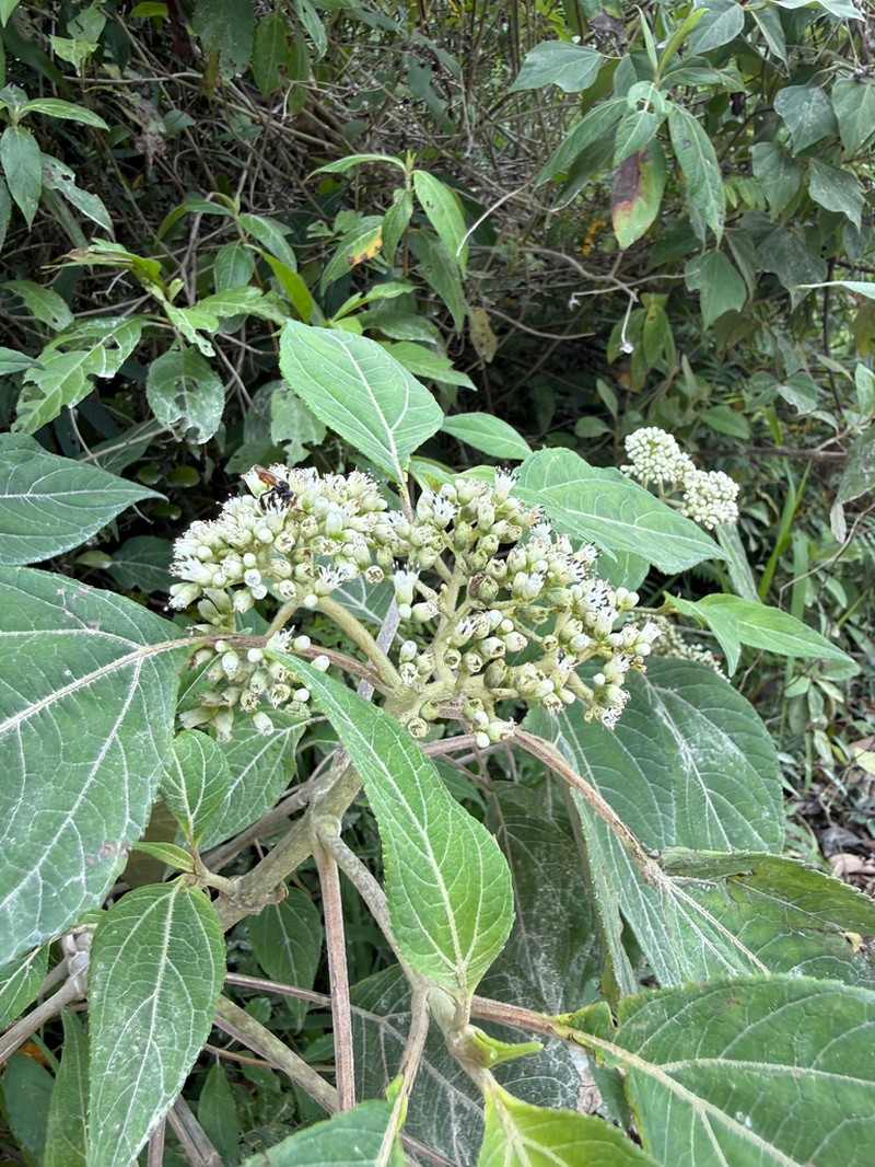 Clibadium arboreum photo 5