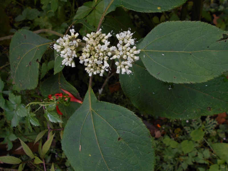 Clibadium arboreum photo 6