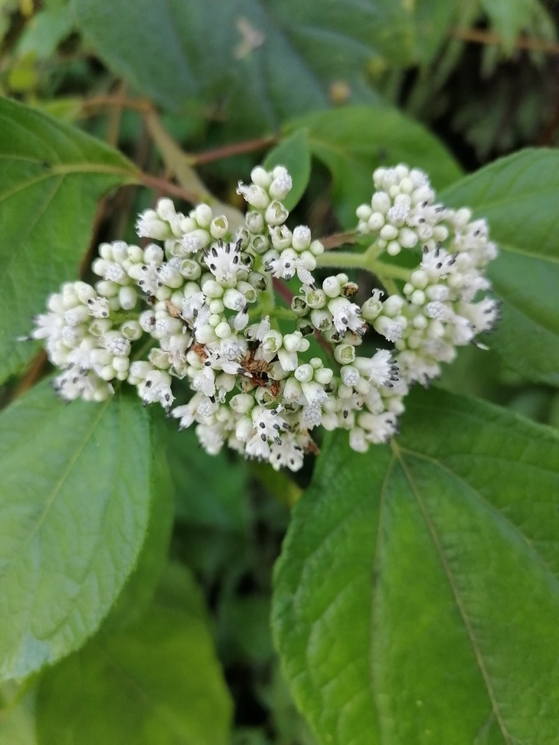 Clibadium arboreum photo 7