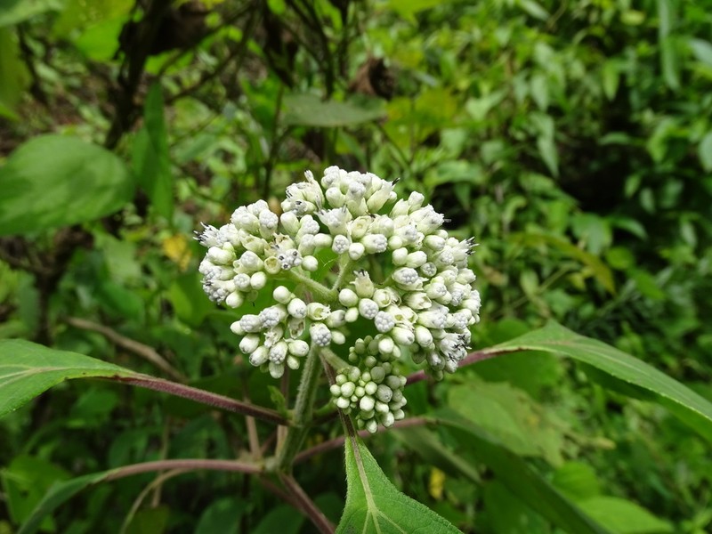 Clibadium arboreum photo 8