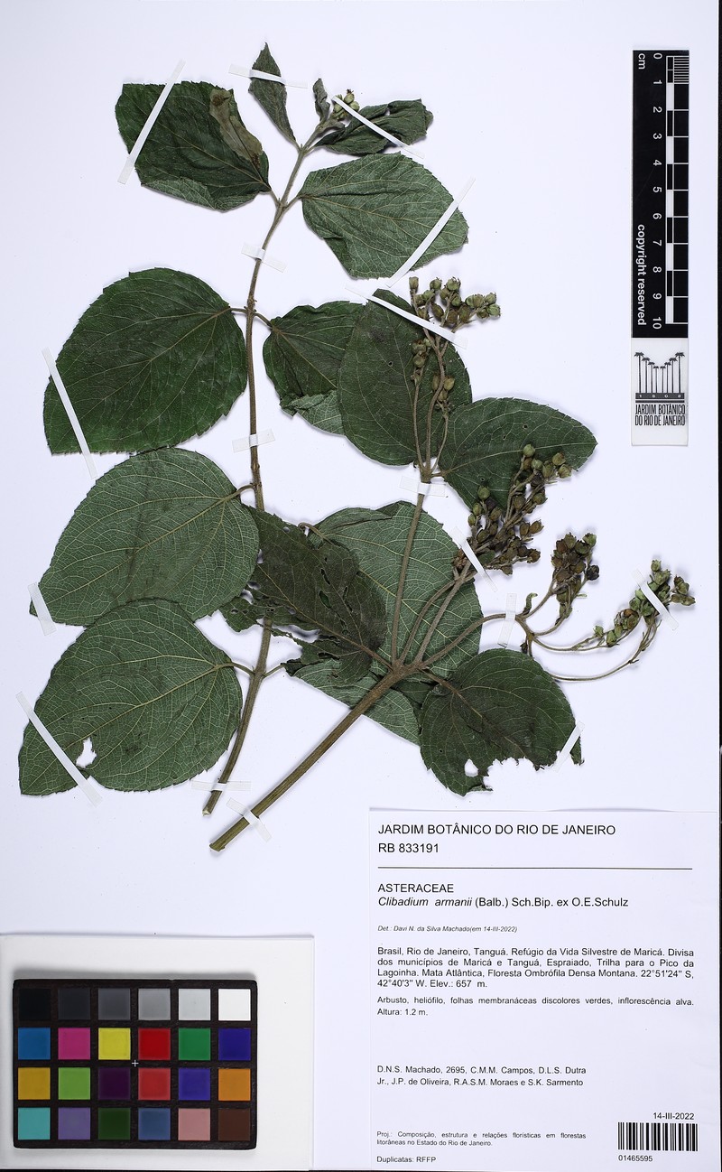Clibadium armanii