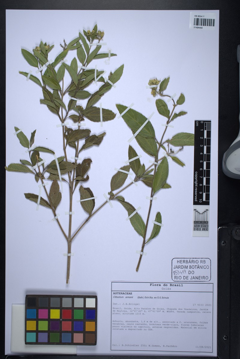 Clibadium armanii photo 2