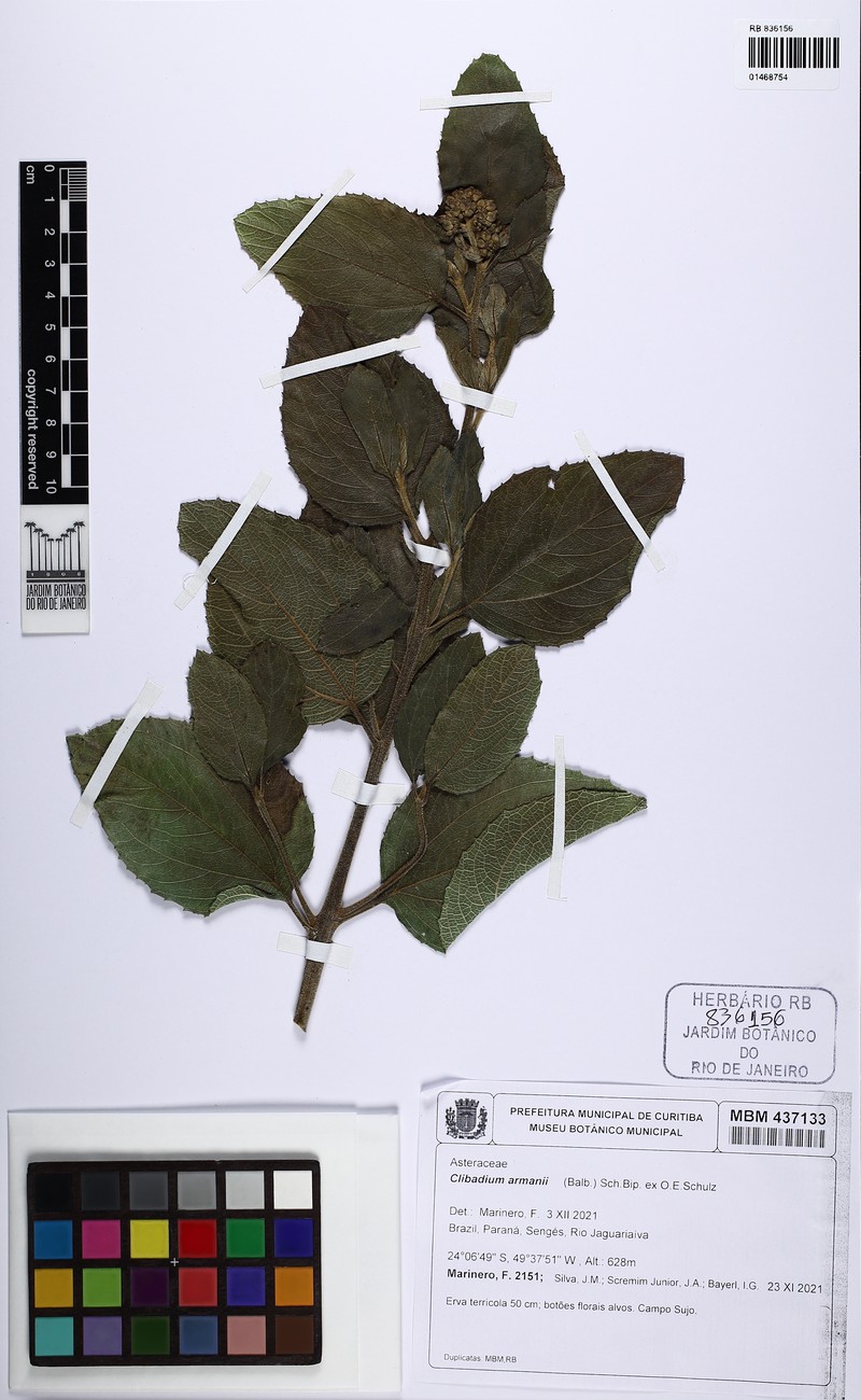 Clibadium armanii photo 3