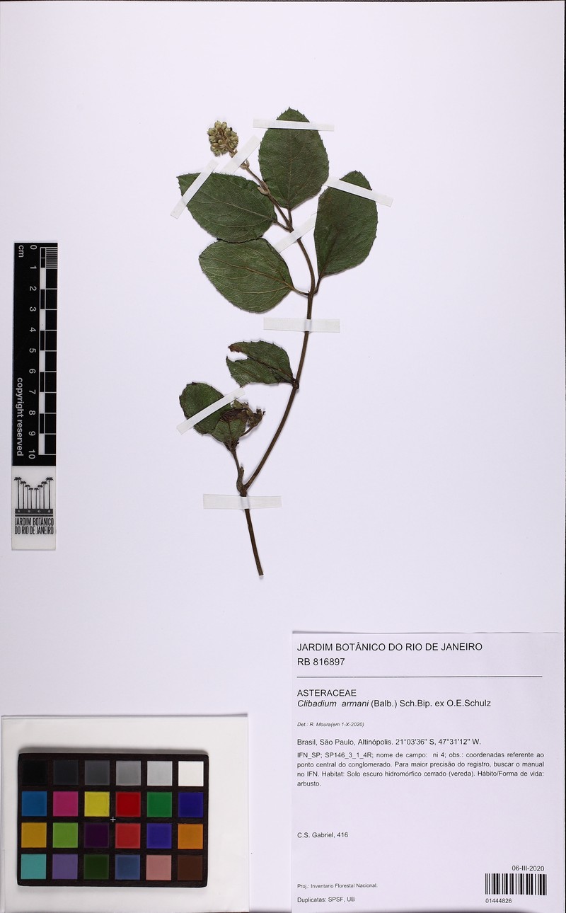 Clibadium armanii photo 4