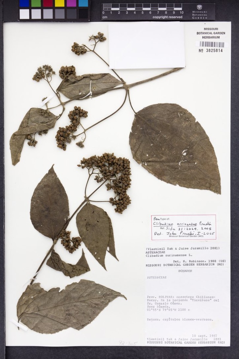 Clibadium arriagadae
