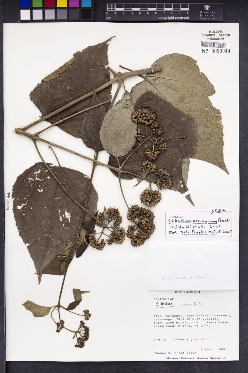 Clibadium arriagadae photo 2