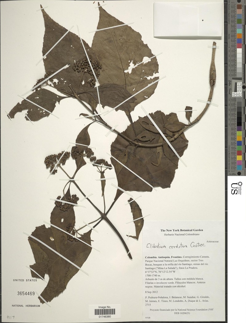 Clibadium cordatum