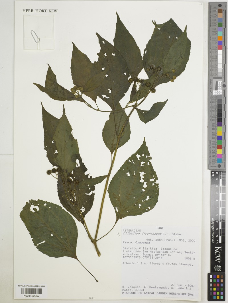 Clibadium divaricatum