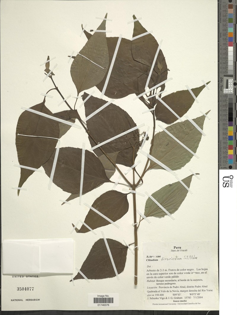 Clibadium divaricatum photo 2