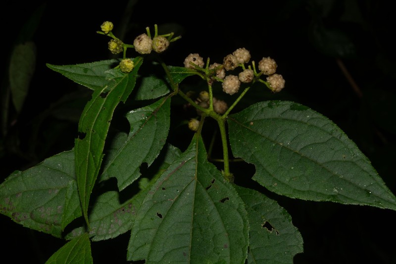 Clibadium eggersii