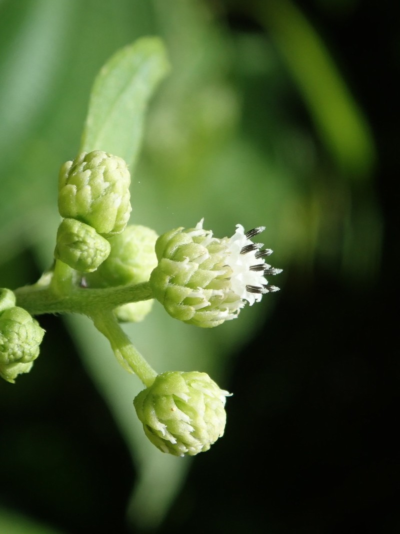 Clibadium eggersii photo 2