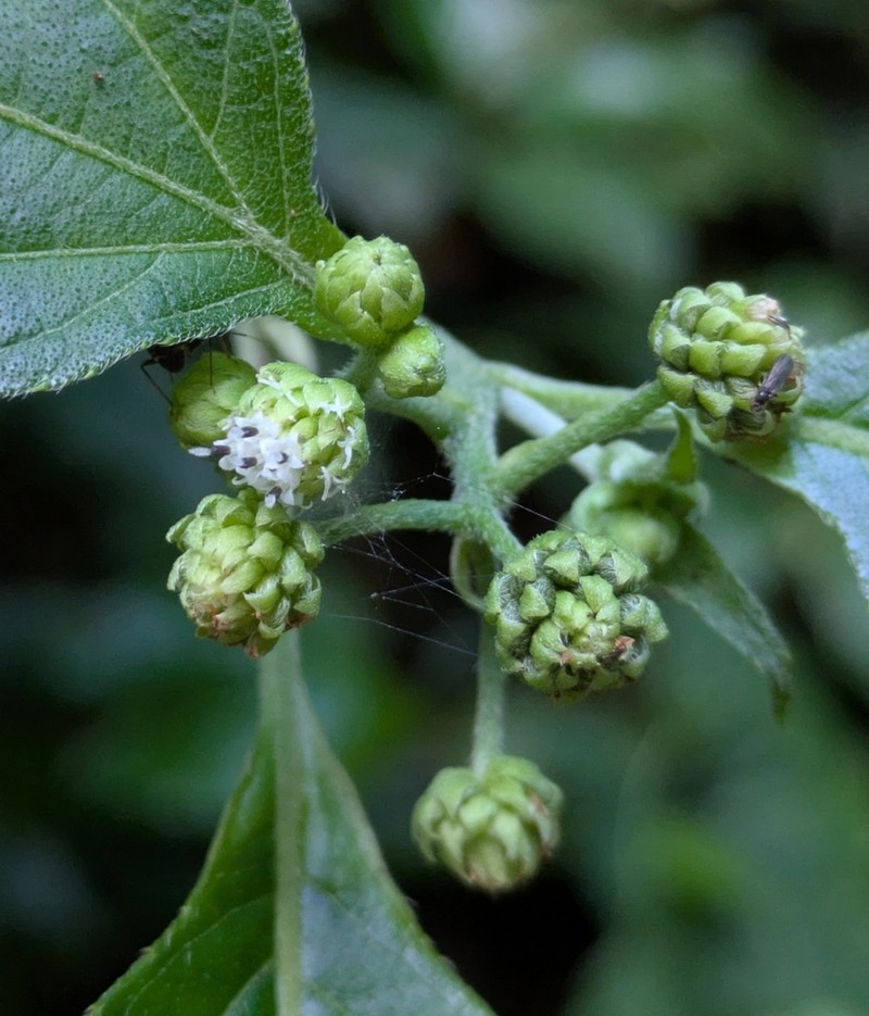 Clibadium eggersii photo 3