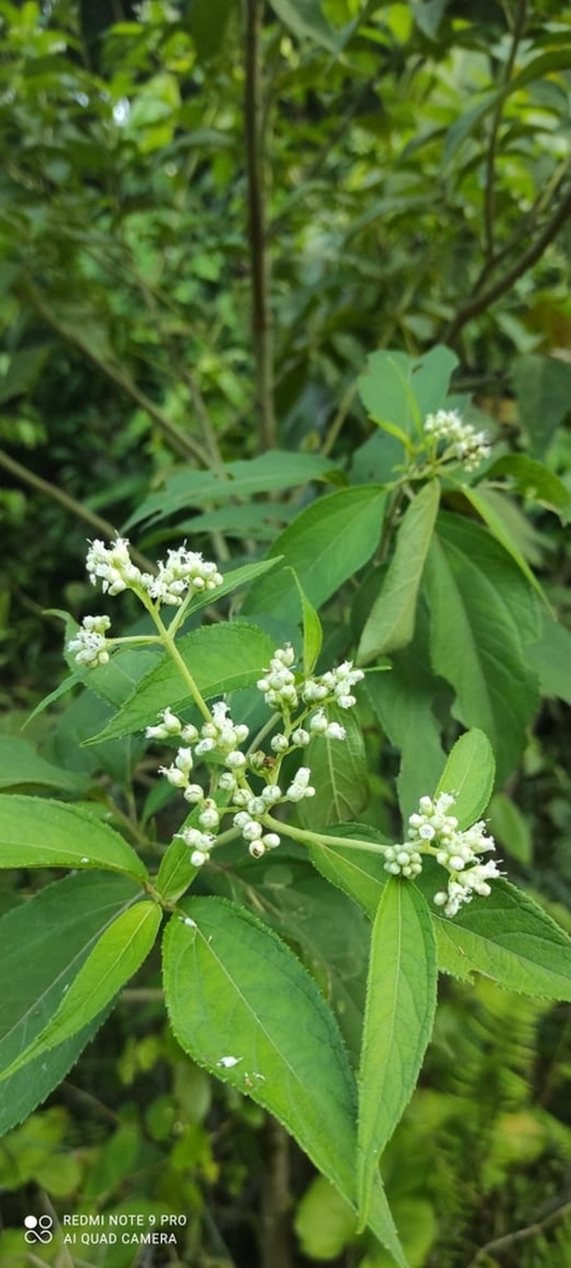 Clibadium eggersii photo 7