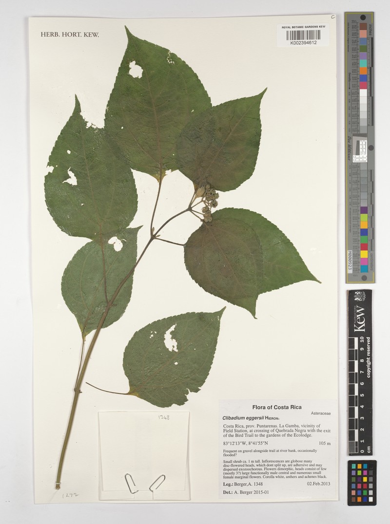 Clibadium eggersii photo 8