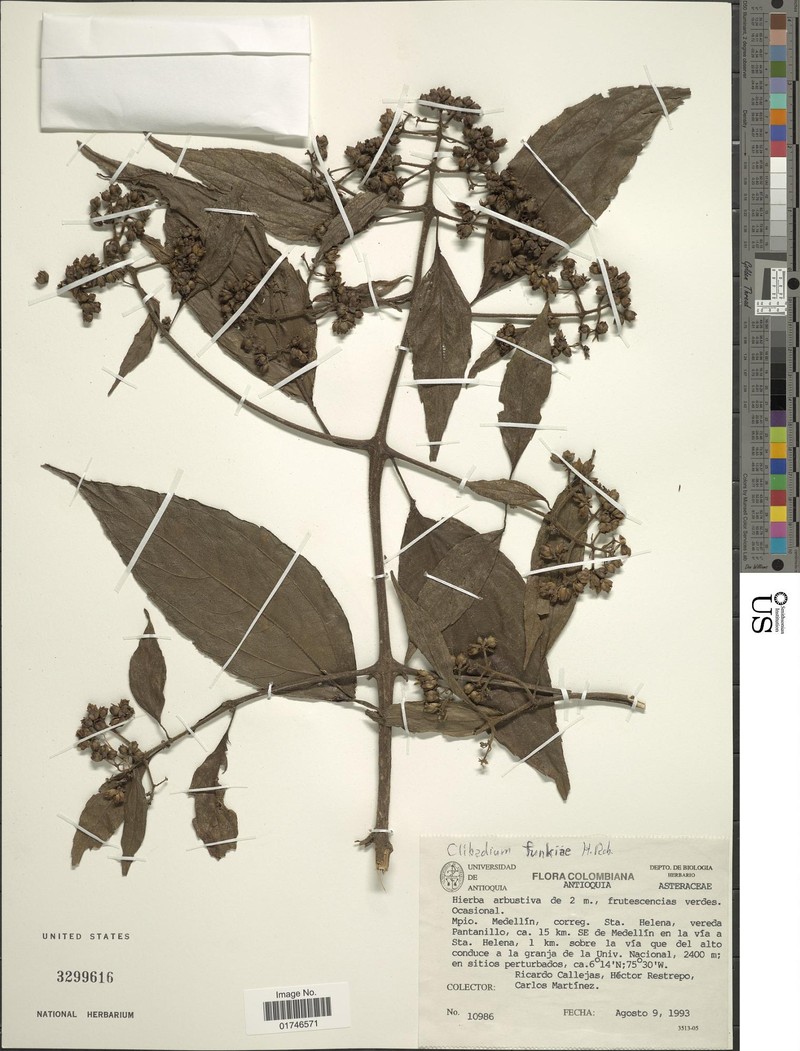 Clibadium frontinoense