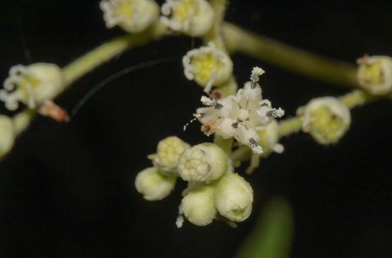 Clibadium glabrescens