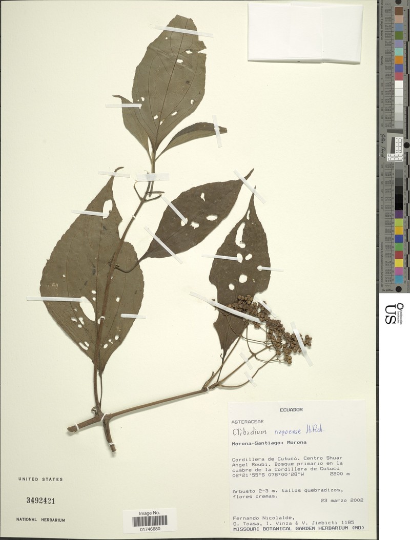 Clibadium glabrescens photo 2