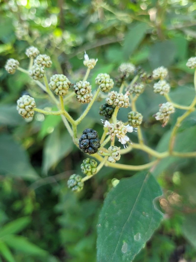 Clibadium glomeratum