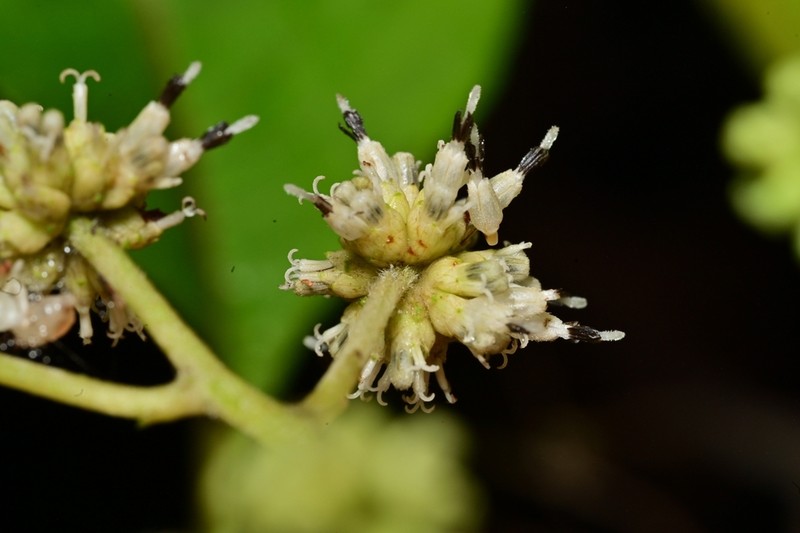 Clibadium glomeratum photo 2