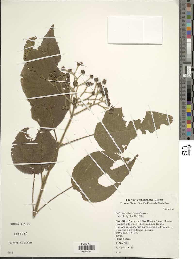 Clibadium glomeratum photo 3
