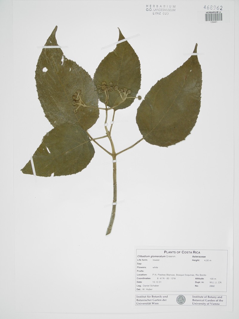 Clibadium glomeratum photo 4