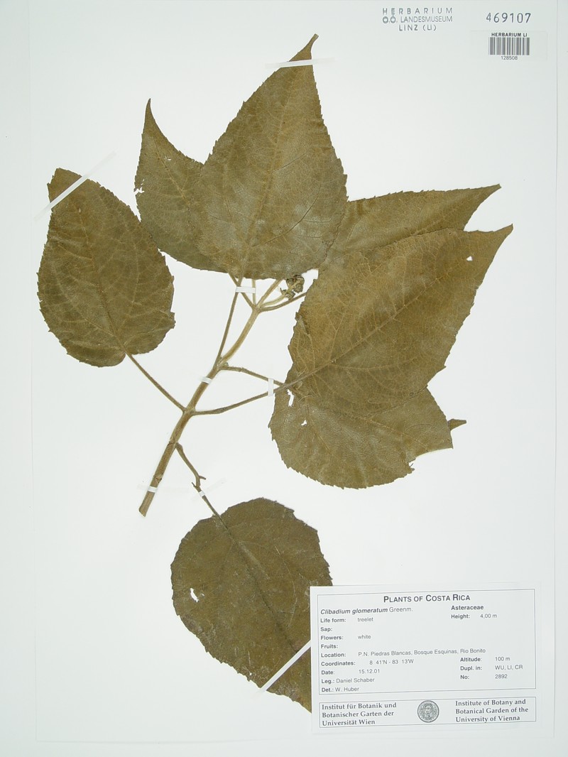 Clibadium glomeratum photo 5