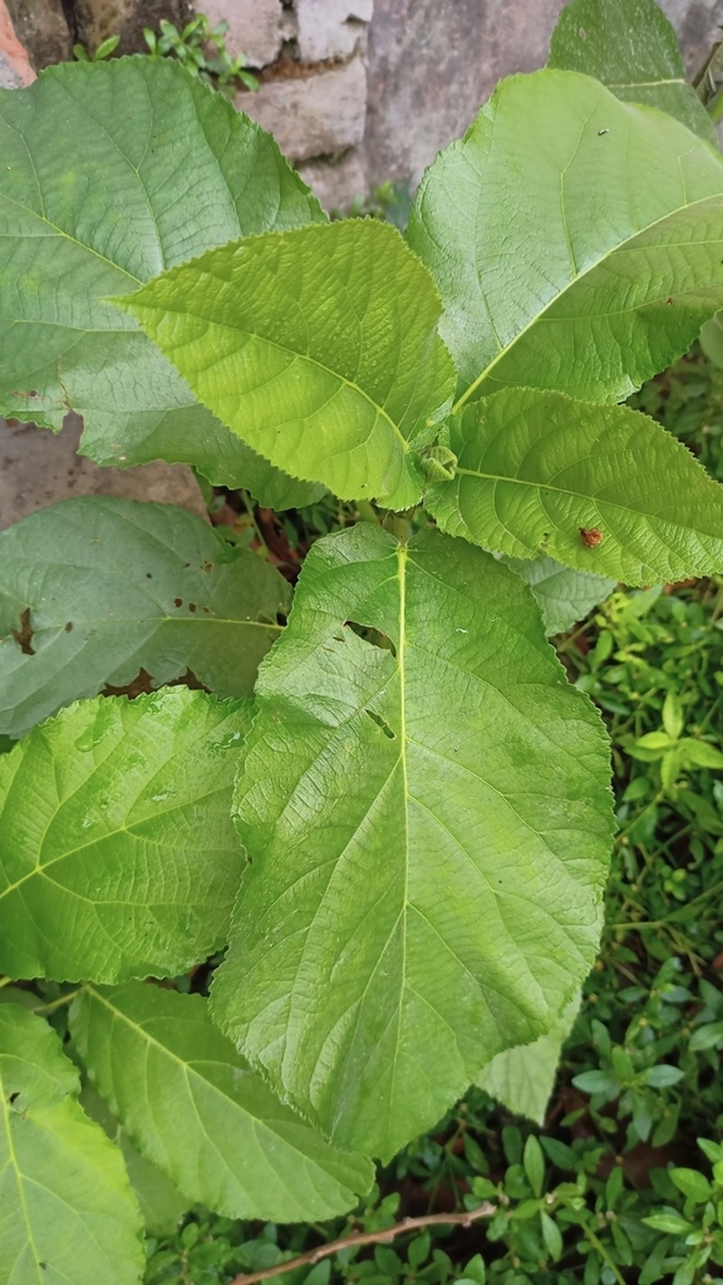 Clibadium grandifolium