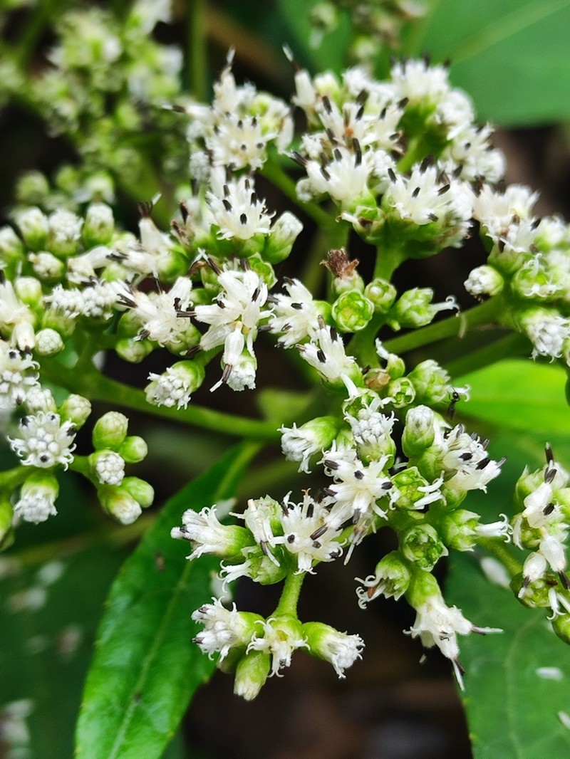 Clibadium grandifolium photo 2