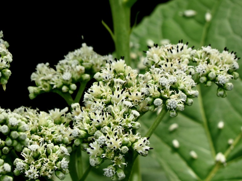 Clibadium grandifolium photo 3