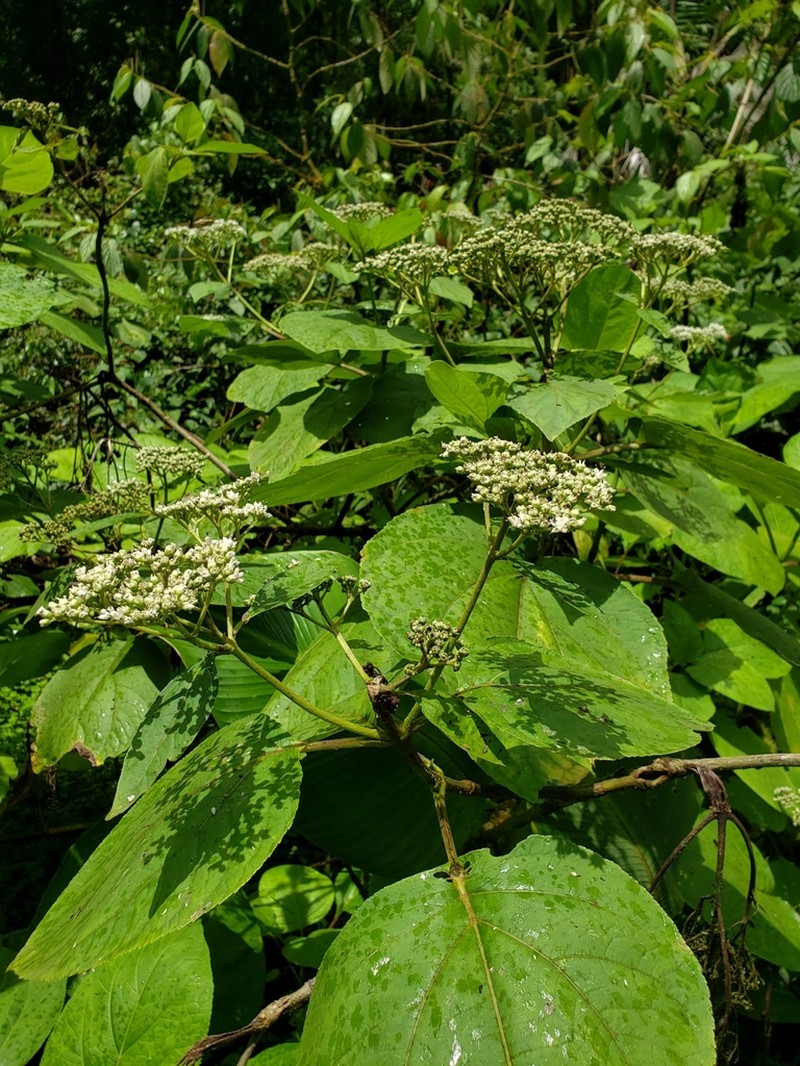 Clibadium grandifolium photo 4