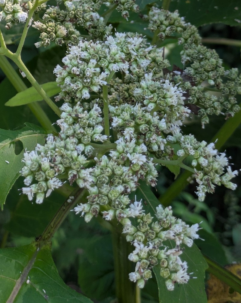 Clibadium grandifolium photo 7