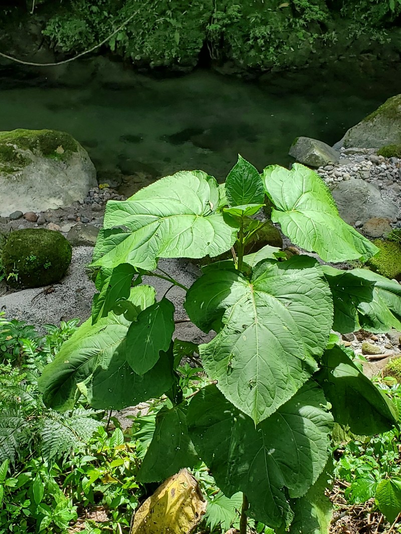 Clibadium grandifolium photo 8