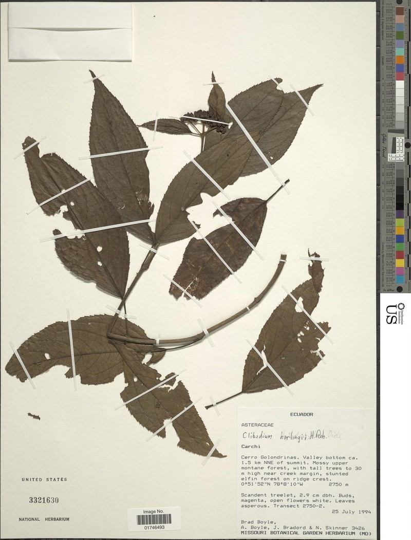 Clibadium harlingii