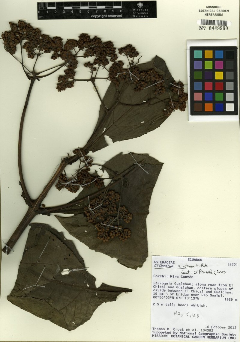Clibadium laxum photo 3