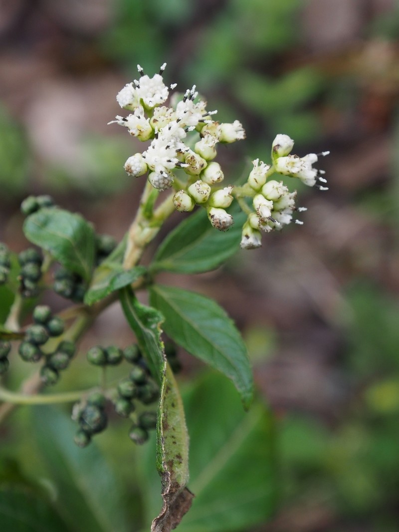 Clibadium leiocarpum