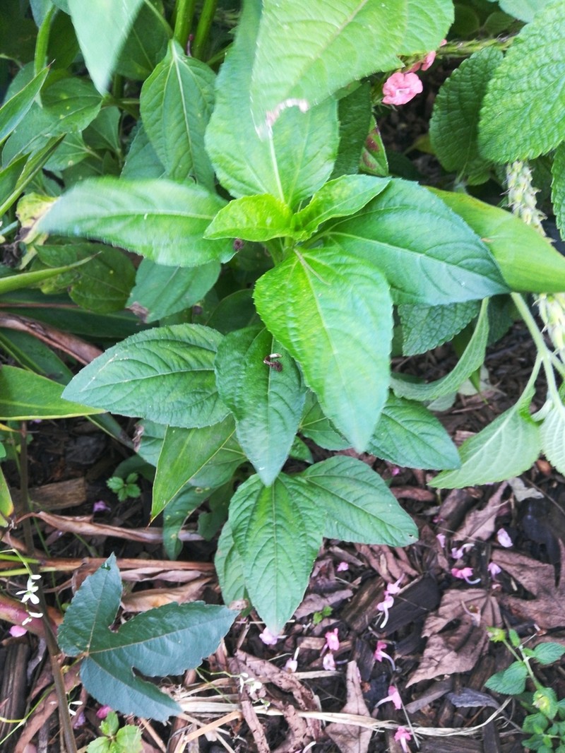 Clibadium leiocarpum photo 3
