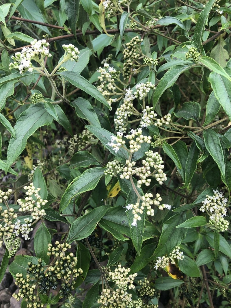 Clibadium leiocarpum photo 4
