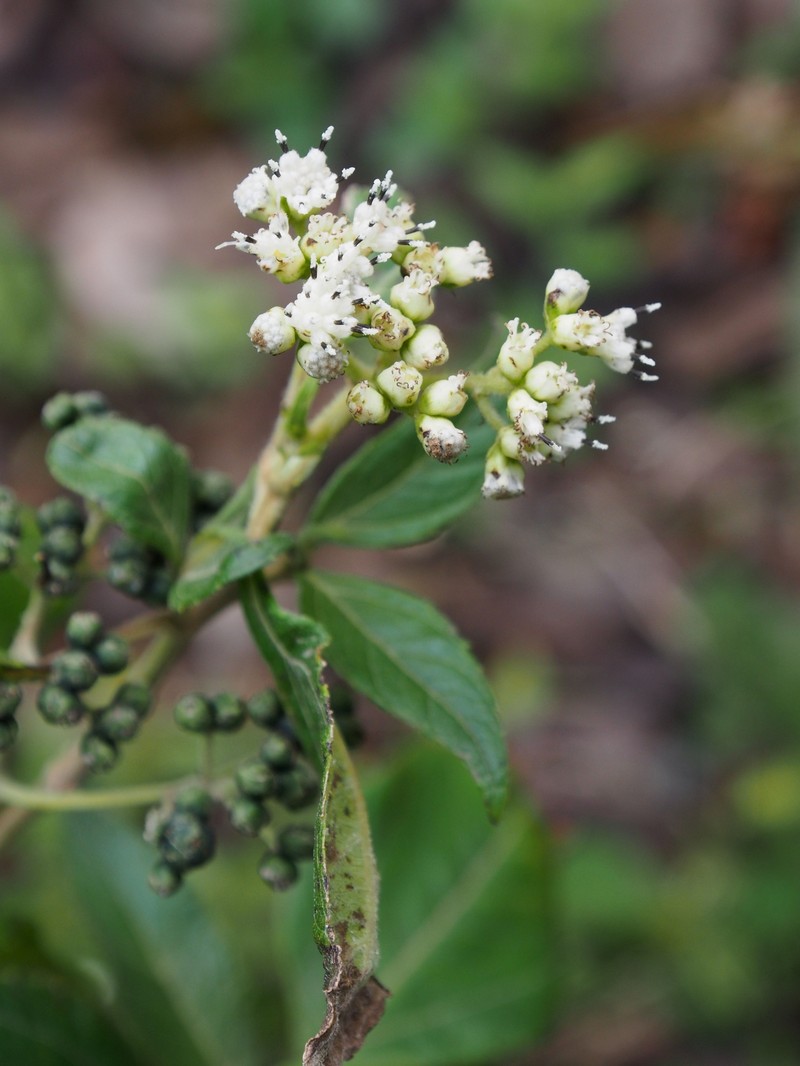 Clibadium leiocarpum photo 5