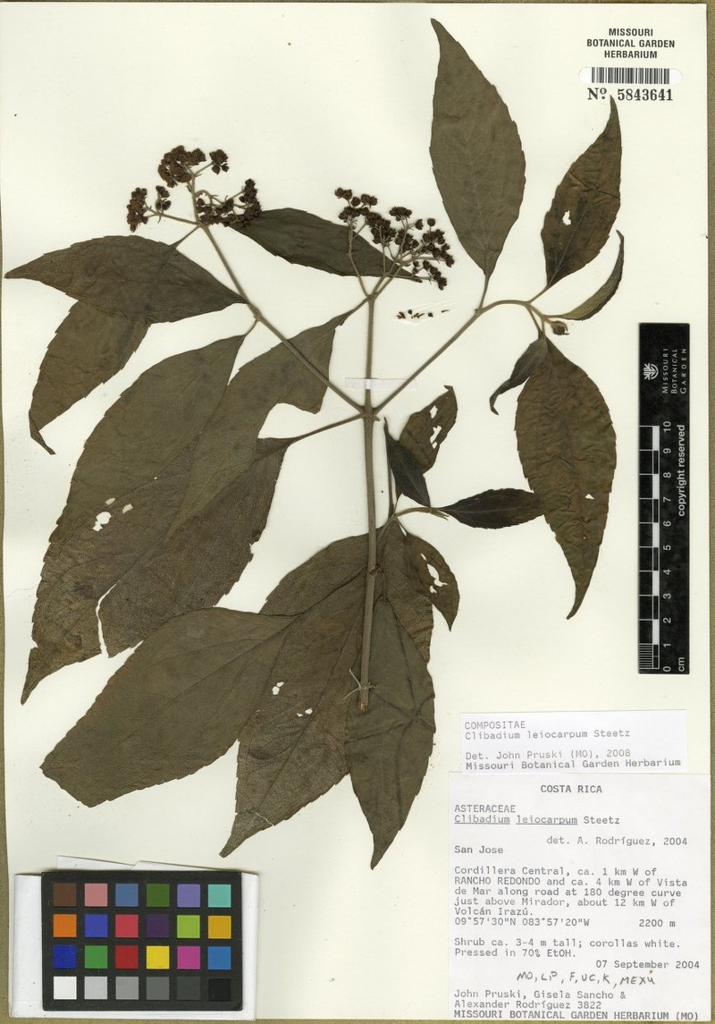 Clibadium leiocarpum photo 6