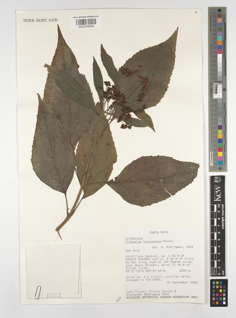 Clibadium leiocarpum photo 7