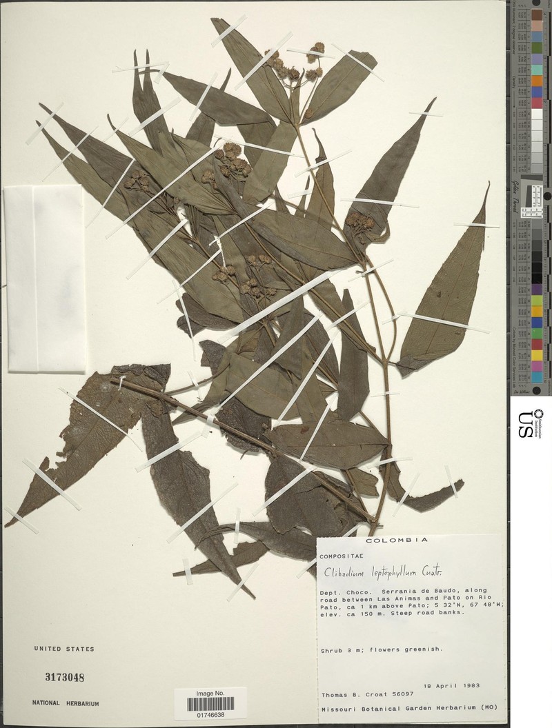 Clibadium leptophyllum