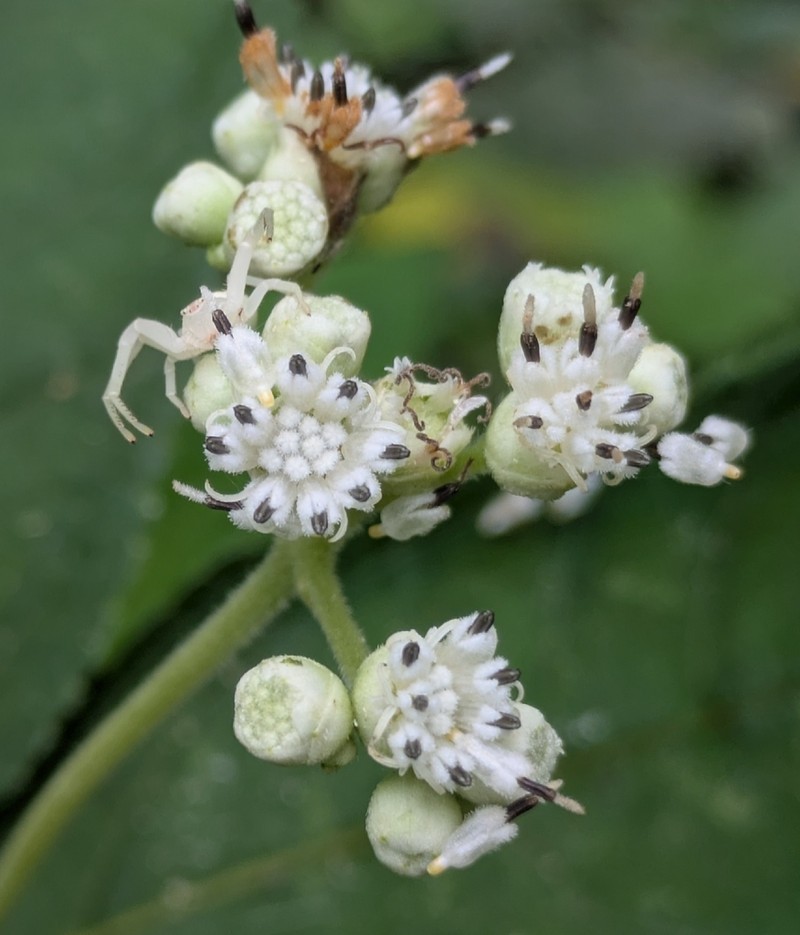 Clibadium manabiense photo 2