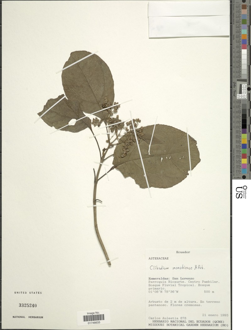 Clibadium manabiense photo 4