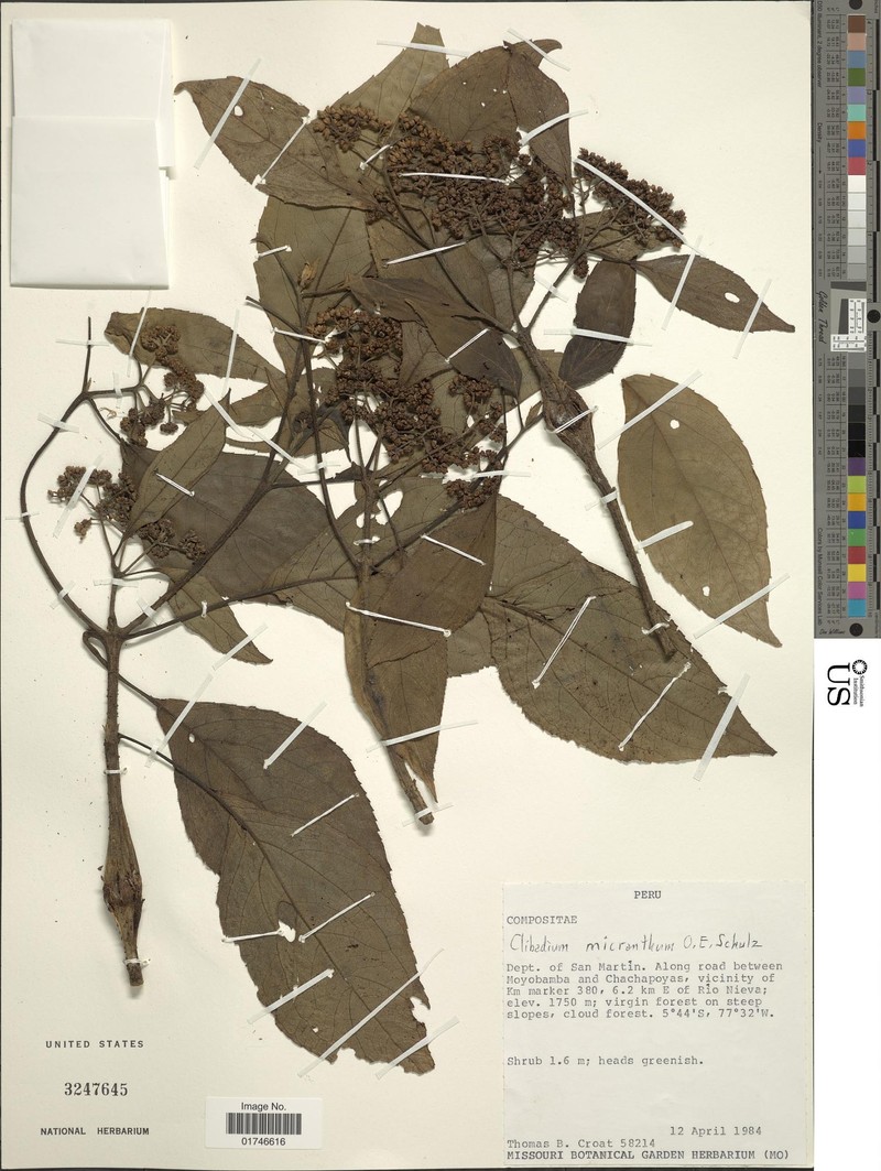 Clibadium micranthum