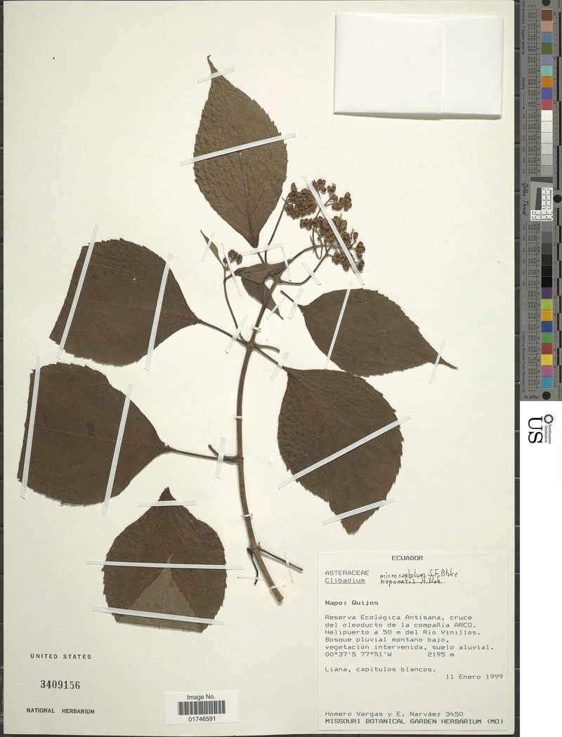 Clibadium microcephalum