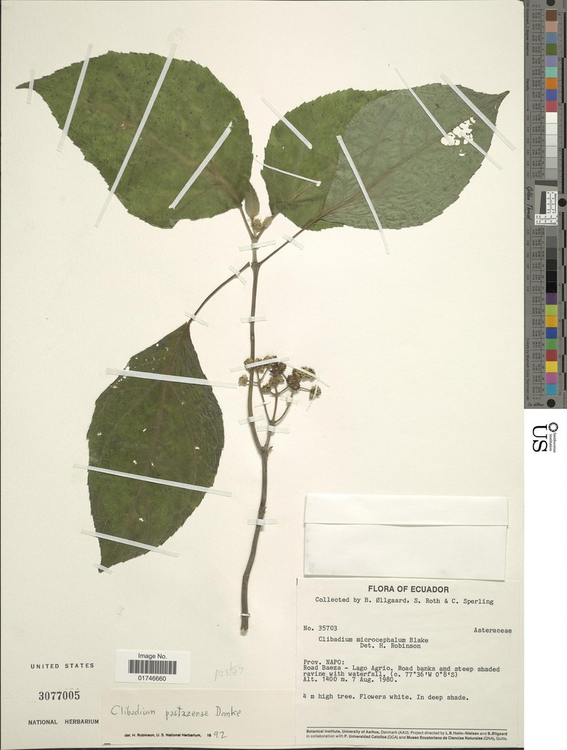Clibadium pastazense