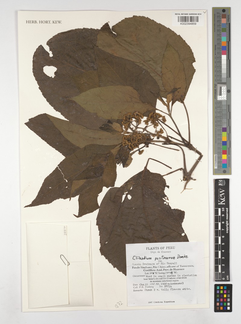 Clibadium pastazense photo 2
