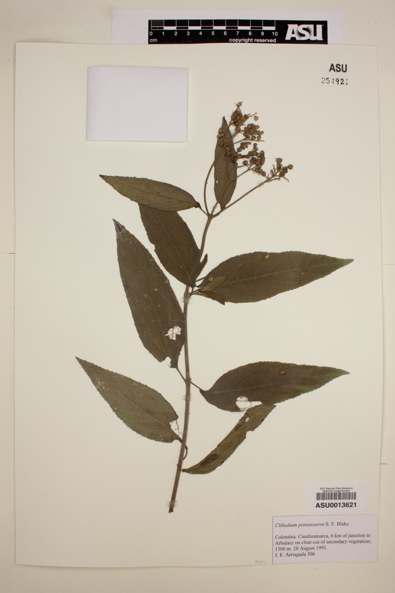 Clibadium pentaneuron photo 2